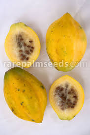 Image result for Vasconcellea pubescens