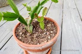 We decided to cut off the yellow part and try to replant the tip. Easy How To Root Christmas Cactus Plant Christmas Cactus Plant Christmas Cactus Planting Flowers