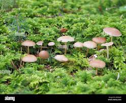 Image result for Strobilurus conigenoides