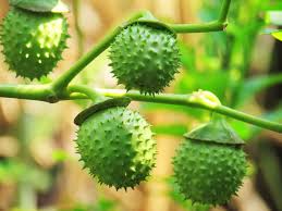 Image result for durman obecný plod