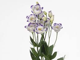 Image result for eustoma flamenco