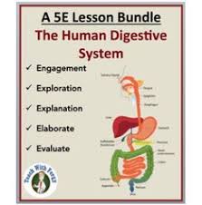 Excellent lesson description of the digestive system! Eli Demer Elidemer Profile Pinterest