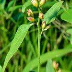 Image result for Celosia stuhlmanniana