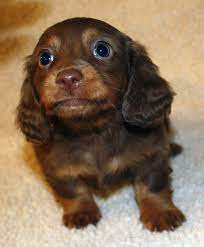 Miniature Dachshund Puppies Miniature Dachshund Puppies Weatherly S Dachshunds Akc Longhair Dachs Dachshund Puppy Miniature Cute Dogs Dachshund Puppies