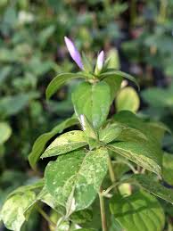 Image result for Barleria rigida