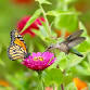 Butterfly & Hummingbird Gardening Class