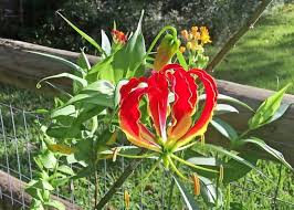 Image result for Gloriosa