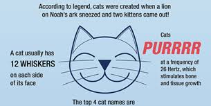 In just over a yr, 1 cat & her offspring can produce 34+ kittens, many whom end up at. 104 Interesting And Fun Cat Facts Factretriever Com