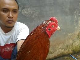 Download now mengenal nama ayam dan jenis jenisnya. 26 Ayam Mangon Ninja Pictures