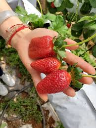 Big red strawberry farm cameron highlands. Big Red Strawberry Farm Travel Guidebook Must Visit Attractions In Cameron Highlands Big Red Strawberry Farm Nearby Recommendation Trip Com