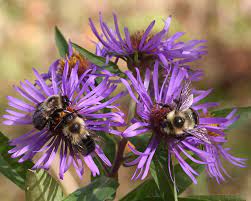 63 reasons why we love the cape & islands. New England Aster Providing Bees With Late Season Nectar Pollen Naturally Curious With Mary Holland