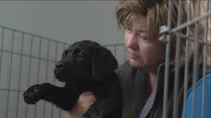 زیرنویس فیلم Puppy Love 2023 - بلو سابتايتل
