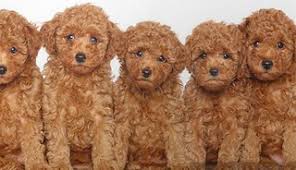 Toy Poodle Kopek Irkinin Ozellikleri En Trend Kopek