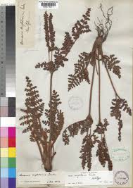 Image result for Anemia schimperiana