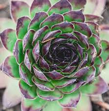 We did not find results for: Echeveria Is Agave A Dense Rosette Of Green Leaves Of The Succulent Stock Photo Picture And Royalty Free Image Image 96478233