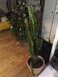 Les cactus ne poussent pas qu'au beau milieu du désert et ne craignent ni les appartements asséchés par le chauffage ni les températures fraîches. Comment Sauver Mon Cactus Euphorbe Paris Pousse