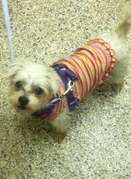 Zango pet care was started by animals and animal lovers. Brooklyn Heights Veterinary Hospital Home Facebook