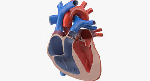 3d Model Human Heart Cutaway Human Heart 3d Model Model