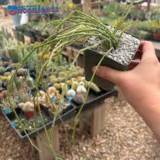 Image result for Cynanchum