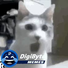 Gün arasında kusursuz bir şekilde simetrik olabilir. Omg Cat Meme Gifs Tenor