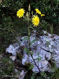 Image result for Crepis