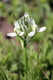Image result for Albuca setosa