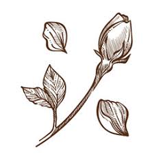 25 beautiful rose drawings and paintings for your inspiration. Roses Pencil Sketch Vector Images Over 780