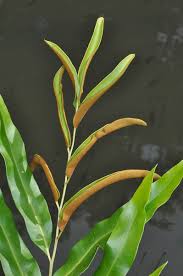 Image result for Acrostichum