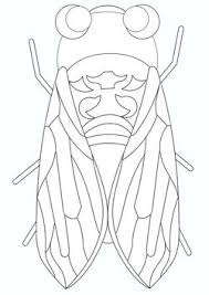 Cicada nymph coloring page | free printable coloring pages. Cicada Tag Coloring Pages Search