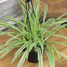 Image result for Chlorophytum pauper