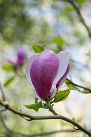32 Different Types Of Magnolias Magnolia Planting Flowers Flowers