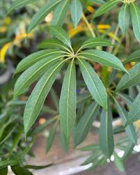 Image result for Wiesneria filifolia