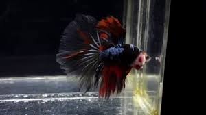 Cupang avatar black vampire gordon galaxy cooper gold male female. Ikan Cupang Rose Tail Black Vampire Youtube
