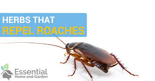 Roughly 1 in 10 households in the us have reported seeing a cockroach at one time and up to 63% of homes have cockroach allergens. Herbs That Repel Roaches A Natural Roach Repellent