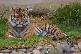 Bali Tiger 239592 Tiger Animal Wallpaper Image