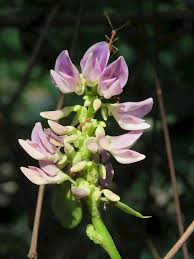 Image result for Abrus fruticulosus