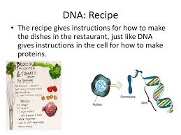 It could be difficult to understand animal cell structure and function with its lots of different organelles. How Is A Cell Like A Restaurant Ppt Video Online Download