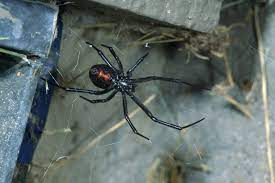 Hesperus) is one of the most poisonous spiders in north america. If You Think You Don T Have Black Widow Spiders Think Again East Bay Times