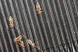 Image result for lice vs dandruff