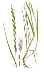 All structured data from the file and property namespaces is available under the creative commons cc0 license; Deutsches Weidelgras Lolium Perenne L Lfl