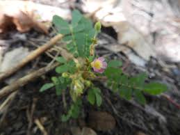 Image result for Biophytum abyssinicum