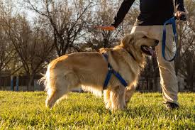Dog Obedience Training How To Find The Best Training School Dog Training Obedience Easiest Dogs To Train Dog Solution