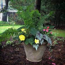 Shade Loving Container Rex Begonia Yellow Begonia Ostrich Fern Dragon Wing Begonia Garden Containers Shade Plants Plants
