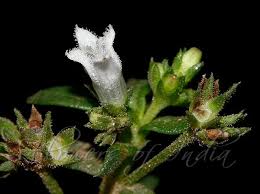 Image result for Oldenlandia