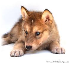 Pin On Wolf Husky Hybrid Pups