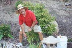 By pruning roots, the same back budding occurrs under the soil where is cannot be seem. Back Budding San Diego Bonsai Club
