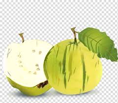 Apple Tree Drawing Juice Guava Fruit Common Guava Food Watermelon Tropical Fruit Transparent Background Png Clipart Hiclipart Contact sketch tree on messenger. hiclipart