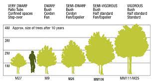 We did not find results for: Apple Fruit Trees For Sale Buy Online From Blackmoor