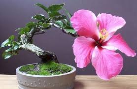 I love bonsai trees so much that i've bought quite a number of books on them over the years. Bonsai Tree Growing For Beginners Agri Farming