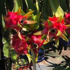 Using safe netting around fruit trees is a simple and very effective alternative to shooting, and helps to protect fruit and our precious flying foxes. Sydney Dragon Fruit Trees For Sale Ø§Ù„Ù…Ù†Ø´ÙˆØ±Ø§Øª ÙÙŠØ³Ø¨ÙˆÙƒ